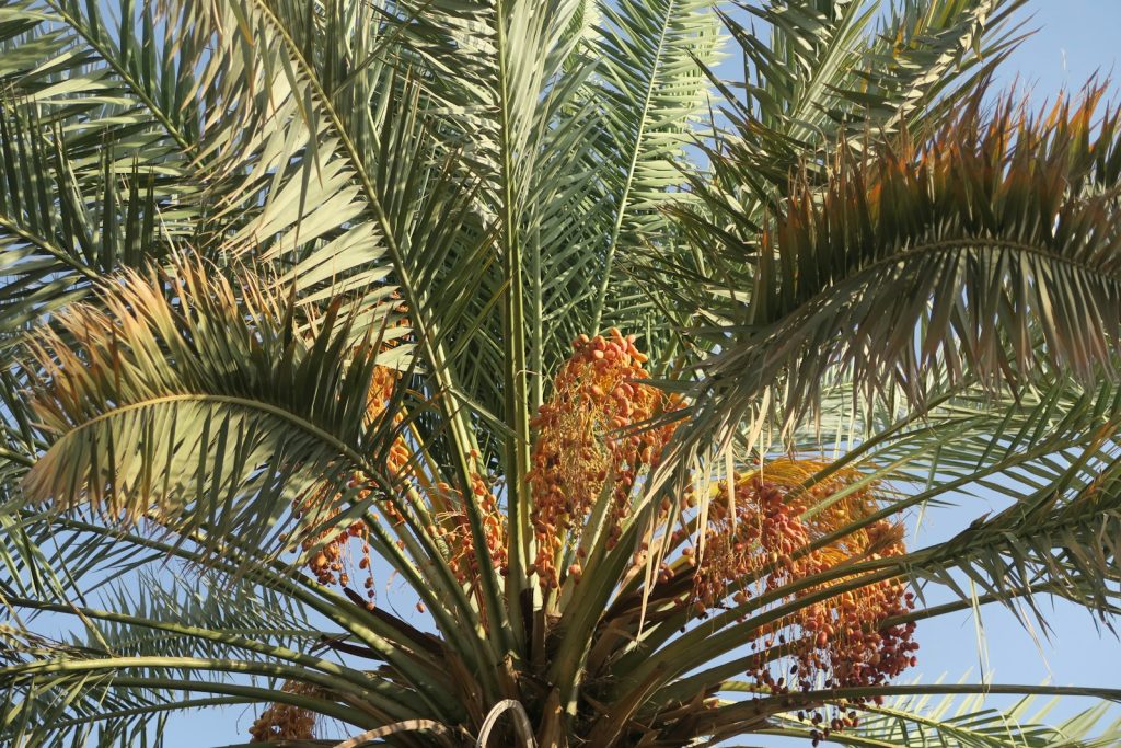 a group of palm trees